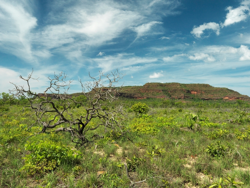 CEPF Cerrado divulga primeira chamada para apresentação de propostas