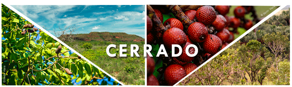 CEPF Cerrado seleciona 5 projetos para Pequenos Apoios na 2a Chamada para Cartas de Intenção 2017
