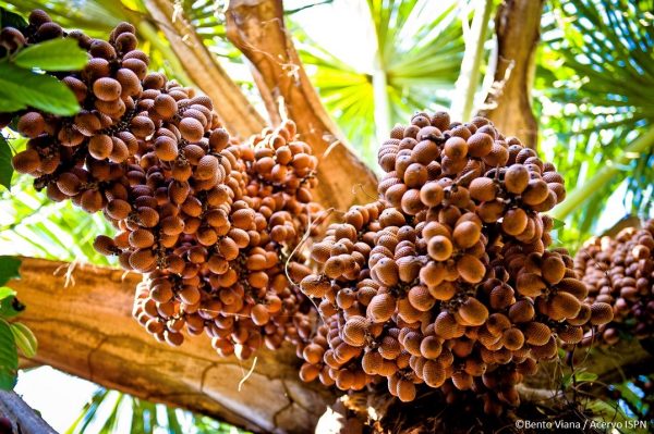 CEPF Cerrado lança novo edital para projetos em todo o hotspot