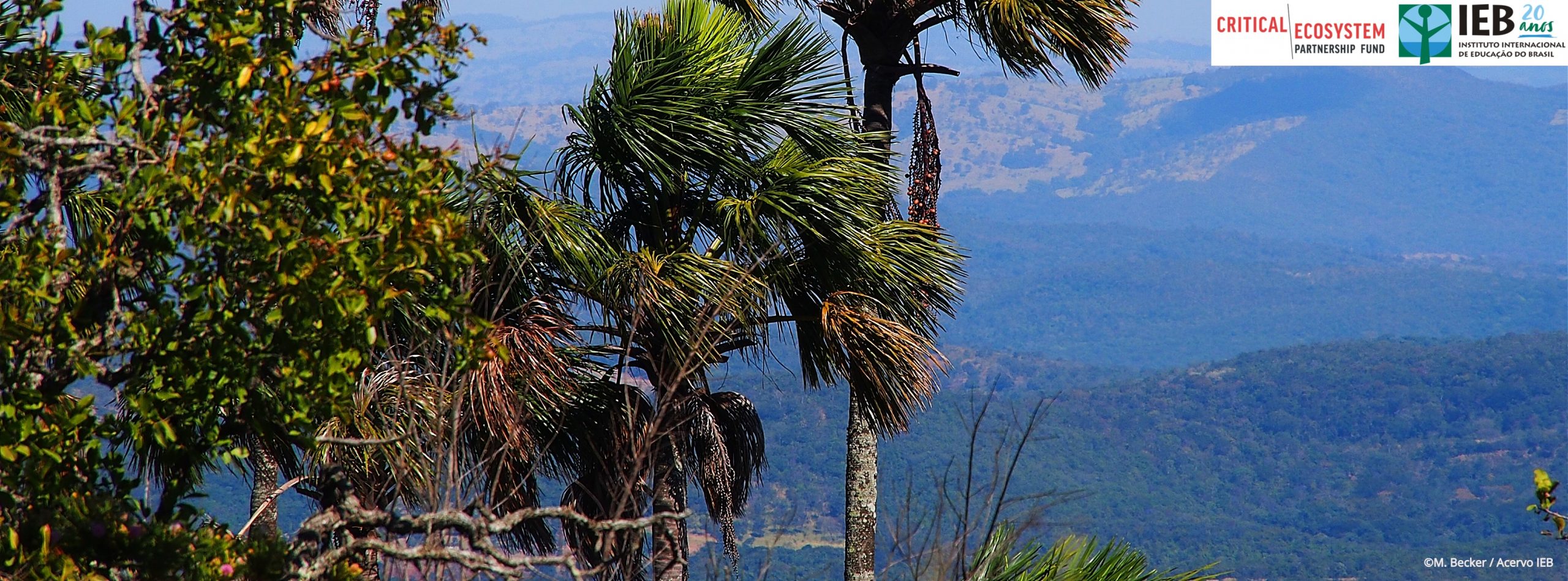 Qual a importância do Cerrado para a biodiversidade global?