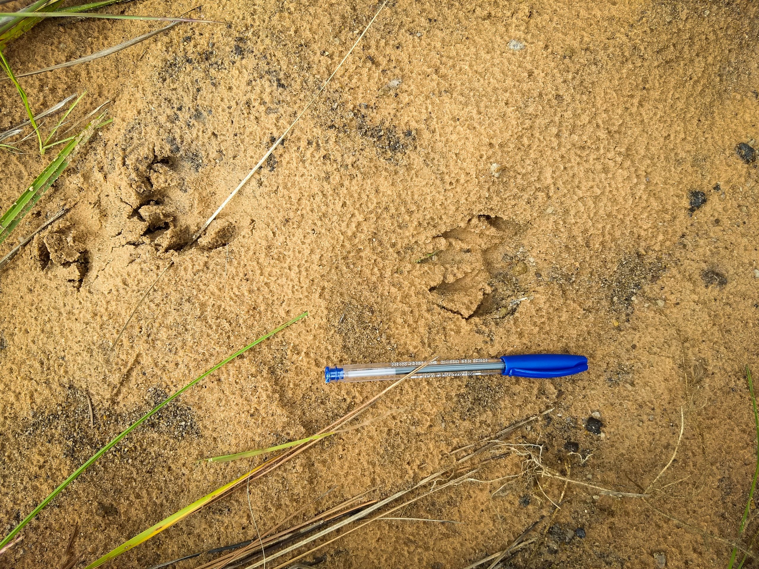 Pegadas de mão-pelada (Procyon cancrivorus) registradas por projeto apoiado pelo CEPF Cerrado