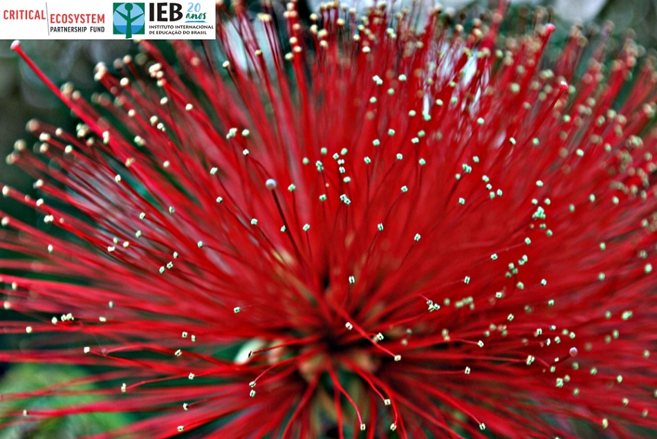 IEB contrata profissional de moderação/facilitação de encontro do CEPF Cerrado