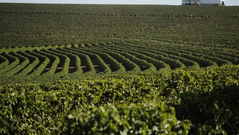 Consórcio quer ampliar projeto de combate às mudanças climáticas de café em MG