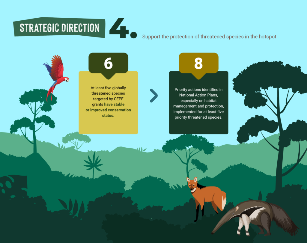 Ilustração colorida de uma floresta com árvores e três animais em destaque: um pássaro vermelho com a parte de cima da asa na cor azul, um lobo-guará e um tamanduá. No topo, há o título “Direção Estratégica 4. Apoiar a proteção das espécies ameaçadas no hotspot”. Abaixo, dois blocos de texto descrevem metas de conservação de espécies ameaçadas. O primeiro bloco de texto é amarelo e tem o número 6 centralizado em sua borda superior em branco sobre fundo verde-escuro. No primeiro bloco, está escrito: Pelo menos cinco espécies globalmente ameaçadas beneficiadas por financiamentos do CEPF com o estado de conservação estável ou melhorado. O segundo bloco é verde-escuro com letras brancas, tem o número 8 centralizado sobre sua borda superior em branco sobre fundo marrom. No segundo bloco está escrito: As ações prioritárias identificadas nos planos de ação nacionais (PANs), especialmente no manejo e proteção de habitat, implementadas para pelo menos cinco espécies prioritárias ameaçadas.